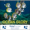 Norwood Ocean Glory - Spiral 7017